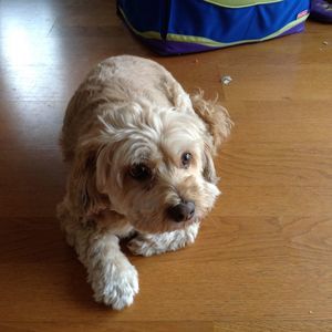 Meet your Posher, Sergey